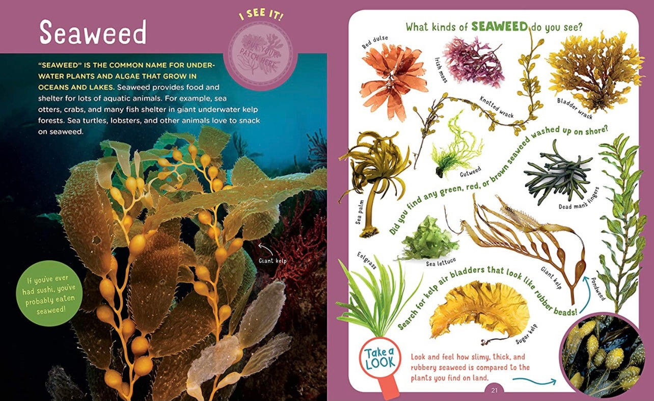 Backpack Explorer: Beach Walk: What Will You Find?